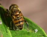 <h5>Banded-eyed Drone Fly -  "Eristalinus taeniops"</h5><p>																																																																																																																																																																																																																																																																																																																																																																																																																																																																																																																																																																																																																																																																																																																																																																												</p>