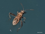 <h5>Plant bug - "Mirperus jaculus" - Family Miridae</h5><p>The species is brownish coloured and is 6–8 millimetres. It also have a distinctive appearance due to the long hind femora and long 1st antennal segment. It is fairly common and widespread.  It feeds on the flowers and fruits of a range of plants, as well as small insects. 																																																																																																																																																																																																																																																																																																																																																																																																																																																																																																																																																																																																																																																																																																																																																																																													</p>