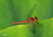 <h5>Dragonfly - "Sympetrum flaveolum"</h5><p>More than 5300 species can be found. Many dragonflies have brilliant iridescent or metallic colours. Dragonflies are predators, both in their aquatic larval stage, when they are known as nymphs or naiads, and as adults. Several years of their lives are spent as nymphs living in fresh water; the adults may be on the wing for just a few days or weeks.																																																																																																																																																																																																																																																																																																																																																																																																																																																																																																																																																																																																																																																																						</p>