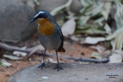 <h5>Cape robin chat (Jan Fredrick) - "Cossypha caffra"</h5><p>The Cape robin-chat is a small passerine bird. It can be found in forest scrub and ravines, fynbos, karoo, plantations, gardens and parks.  It roosts up to 3 metres aboves ground, in dense cover. The tail is regularly jerked up to an angle of 60 degrees, and  may flick the wings and fan the tail.																																																																																																																																																																																																																																																																																																																																																																																																																																																										</p>