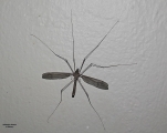 <h5>Crane fly - family Tipulidae</h5><p>Crane flies are sometimes known as daddy longlegs, a term also used to describe opiliones or the family Pholcidae, both are arachnids, or "mosquito hawks". The larvae of crane flies are known  as leatherjackets. Crane flies are found worldwide.																																																																																																																																																																																																																																																																																																																																																																																																																																																																																																																																																																																																																			</p>