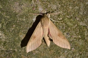 <h5>Mulberry Hawk Moth - "Pseudoclanis postica"</h5><p>Their are more than 1400 species of hawkmoths (Lepidoptera: Sphingidae).  																																																																																																																																																																																																																																																																																																																																																																																																																																																																																																																																																																																																		</p>