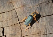 <h5>Long horn beetle - Family: Cerambycidae</h5><p>																																																																																																																																																																																																																																																																																																																																																																																																																																																										</p>