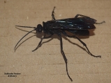 <h5>Spider Wasp - "Batozonellus fuliginosus"</h5><p> They have long, spiny legs; the hind femur is often long enough to reach past the tip of the abdomen. The tibiae of the rear legs usually have a conspicuous spine at their distal end. The pompilid body is typically dark (black or blue, sometimes with metallic reflections), but many brightly colored species exist. Most species have long wings. Spider wasps use a single spider as a host for feeding their larvae. They paralyze the spider with a venomous stinger. Once paralyzed, the spider is dragged to its nest.  A single egg is laid on the abdomen of the spider, where after the nest or burrow is closed. The size of the host can influence whether the wasp's egg will develop as a male or a female. 																																																																																																																																																																																																																																																																																																																																																																																																																																																																																																																																																																																		</p>
