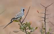 <h5>Namaqua dove - "Oena capensis"</h5><p>																																																																																																																																																																																																																																																																																																																																			</p>