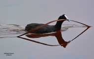 <h5>Red-knobbed coot - "Fulica cristata"</h5><p>																																																																																																																																																																																																																																																																																																																																			</p>