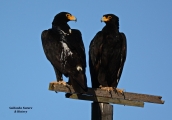 <h5>Verreaux's (black) eagle - "Aquila verreauxii"</h5><p>																																																																																																																																																																																																																																																																																																																																			</p>