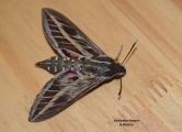 <h5>Silver striped hawk moth or vine hawk-moth - "Hippotion celerio"</h5><p>																																																																																																																																																																																																																																																																																																																																																																																																																																																																											</p>