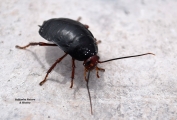 <h5>Bush Cockroach - "Deropeltis erythrocephala"</h5><p>these cockroaches are completely harmless. In fact, they are hailed as an environmentally friendly pest. They grow medium to large in body (27 to 37 mm). the Males have wings but not the females. The heads and legs are typically red-yellow. They are wide spread and are living under stones that lie on lager rocks or under tree trucks.																																																																																																																																																																																																																																																																																																																																																																																																																																																																											</p>