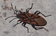 <h5>Milkweed Bug - "Spilostethus pandurus"</h5><p>Spilostethus pandurus can reach a length of 13–15 mm. It is easily recognized by a combination of red bars and dots on a black to grey background. It feeds on seeds of various milkweeds. The nymphs are bright red.																																																																																																																																																																																																																																																																																																																																																																																																																																																																											</p>