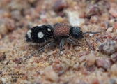 <h5>Velvet ant - Family Mutillidae</h5><p>The Mutillidae are a family of more than 3,000 species of wasps whose wingless females resemble large, hairy ants. Their common name velvet ant refers to their dense pile of hair, which most often is bright scarlet or orange, but may also be black, white, silver, or gold. Small to medium body and is usually black and often has a brown thorax with white or silver spots or bands on the abdomen. Females are wingless. Only the males can fly. After mating the female enters a host insect nest, typically a ground-nesting bee or wasp burrow, and deposits one egg near each larva or pupa. 																																																																																																																																																																																																																																																																																																																																																																					</p>