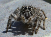 <h5>Jumping spider - Family Salticidae</h5><p>They are commonly known as Salties. The family name is derived from the Latin "salto" which means to dance with pantomimic gestures. This is the largest spider family and includes more than 5000 species worldwide. There are 46 genera in South Africa. These spiders are harmless to man. Jumping spiders are small and scrappy carnivores. Like most other spiders, have eight eyes. On its face, a jumping spider has four eyes with an enormous pair in the center. This giving it an almost alien appearance. The remaining, smaller eyes are found on the dorsal surface of the cephalothorax. This  eye arrangement makes it easy to identify jumping spiders. They can run, climb, and jump.																																																				</p>