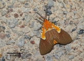 <h5>Specious Tiger Moth - "Asota speciosa"</h5><p>The wingspan of this specie is 60mm. Fore wings mostly brown with white veins an orange basal area with black dots. Hind wings are usually orange. The species of tiger moths are found in Sierra Leone, Mozambique, South Africa and Togo. The larvae feed on certain latex-rich plants.																																																																																																																																																																																																																																																																																																	</p>