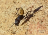 <h5>Balbyter - "Camponotus fulvopilosus"</h5><p>Worker ants grew 10 to 18mm. the queens up to 22mm. Workers are black with slender head and thorax.It has one segment waist and the abdomen covered with redish fawn hairs. It nests in soil below large rocks, fallen trees and small bushes.Workers do not sting but spray formic acid. It visits mealy bugs on bushes for honeydew and prey on termites and other insects.																																																																																																																																																																																																																																																															</p>