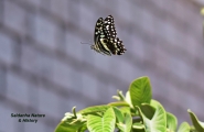 <h5>Citrus Swallowtail - "Papilio demodocus"</h5><p>This butterfly is also called a citrus swallowtail or Christmas butterfly.  After hatching from their egg, the caterpillar feeds on a few leaves on citrus trees before pupation. 																																																																																																																																																																																																																																															</p>