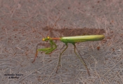 <h5>Common Green Mantid - "Sphodromantis gastrica"</h5><p>Mantises are an order (Mantodea) of insects that contains over 2,400 species in about 430 genera in 15 families. The largest family is the Mantidae ("mantids"). They normally live for about a year. In cooler climates, the adults lay eggs in autumn, then die. Females sometimes practice sexual cannibalism, eating their mates after copulation.																																																																																																																																																																																																																													</p>