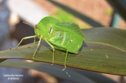 <h5>Bladder Grasshopper - Family Pneumoridae</h5><p>																																																																																																																																																																										</p>