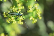 <h5> Green Longhorn Beetle - Family Cerambycidae </h5><p>They are also known as metallic wood-boring beetles. They  make their homes in the bark, trunks and branches of shade trees and shrubs. Most insect borers are attracted to weakened, damaged, dying or dead plants. 																																																																																																																																																									</p>