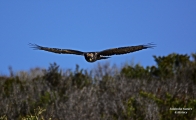 <h5>Black Harrier - "Circus maurus"</h5><p>Black Harriers are southern Africa's rarest endemic raptor which is now on the endangered specie list. It is a medium-sized African harrier whose range extends from South Africa to Botswana and Namibia. It has a wingspan of 105–115 cm and a body length of 44–50 cm. When perched, this bird appears all black. However, in flight a white rump and flight feathers become visible.																																																																																										</p>