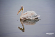 <h5>Eastern White Pelican - Pelecanus onocrotalus"</h5><p>																																																																																					</p>