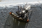<h5>Jumping spider - Family Salticidae</h5><p>Jumping spiders are a group of spiders that is in the family Salticidae. The jumping spider is a type of spider that gets its common name from its jumping ability, which it uses to catch prey.  jumping spiders can also be brown, tan or gray in color with pale white, gray, yellow, red, blue or green markings. Adult jumping spiders range in size from about 4-18 mm and are  covered in dense hairs or scales that are brightly colored. Their front legs are usually thicker and some what longer than their other legs. Jumping spiders have the best vision of any spider species. It is able to detect and react to movement up to 45 cm in distance. They have eight eyes in three rows. The front row has four eyes with a very large middle pair.																	</p>