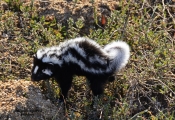 <h5>Striped polecat or Strinkmuishond - "Ictonyx striatus</h5><p>The striped polecat is also called the African polecat or African skunk It  is a member of the family Mustelidae that resembles a skunk. Its principal food is insects and mice, but it will also take reptiles, small birds, crabs, frogs, spiders and scorpions. 																																		</p>