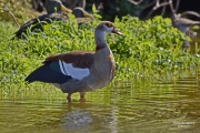 <h5>Egyptian goose - "Alopochen aegyptiaca"</h5><p>																																		</p>